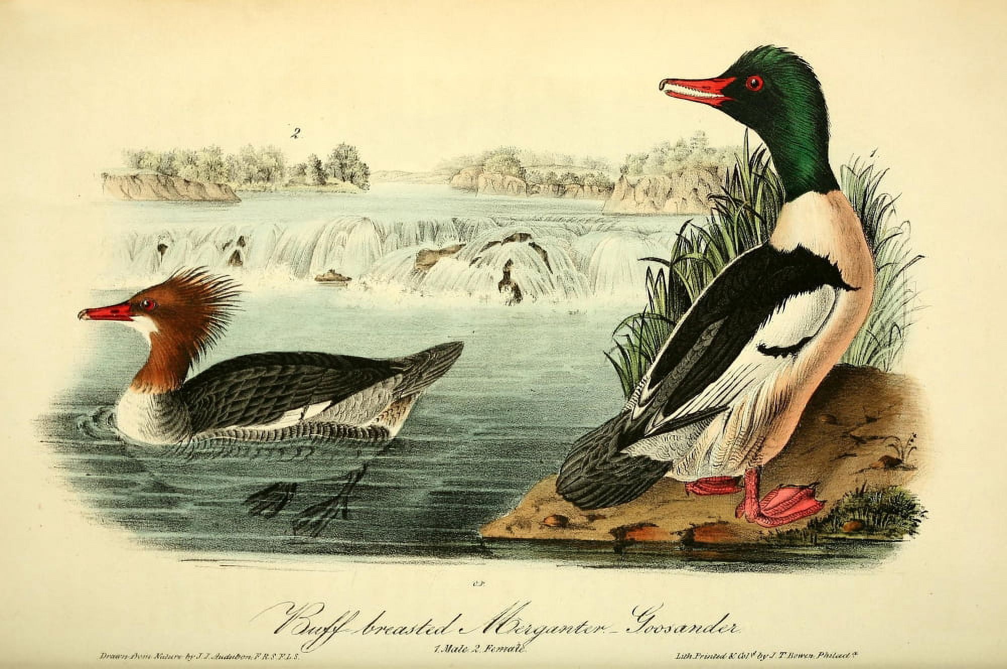 Birds of America 1844 Buff-breasted Merganter Goosander Canvas Art - JJ Audubon (18 x 24)