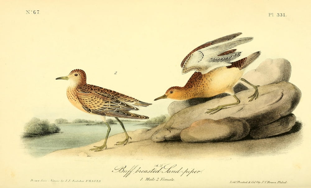 Birds of America 1844 Buff-breasted Sandpiper Canvas Art - JJ Audubon (18 x 24)