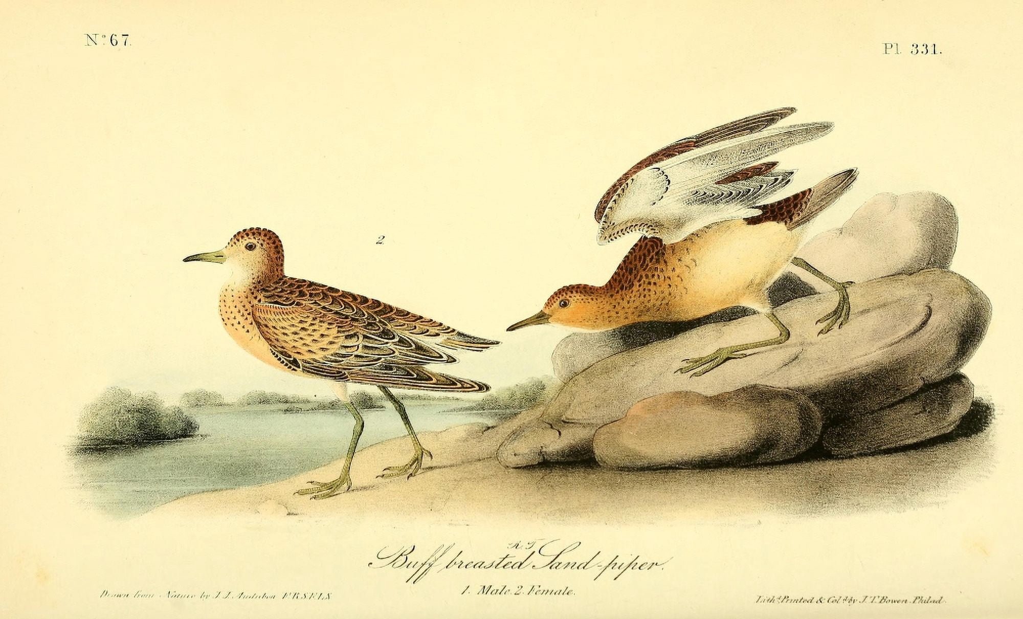 Birds of America 1844 Buff-breasted Sandpiper Canvas Art - JJ Audubon (24 x 36)