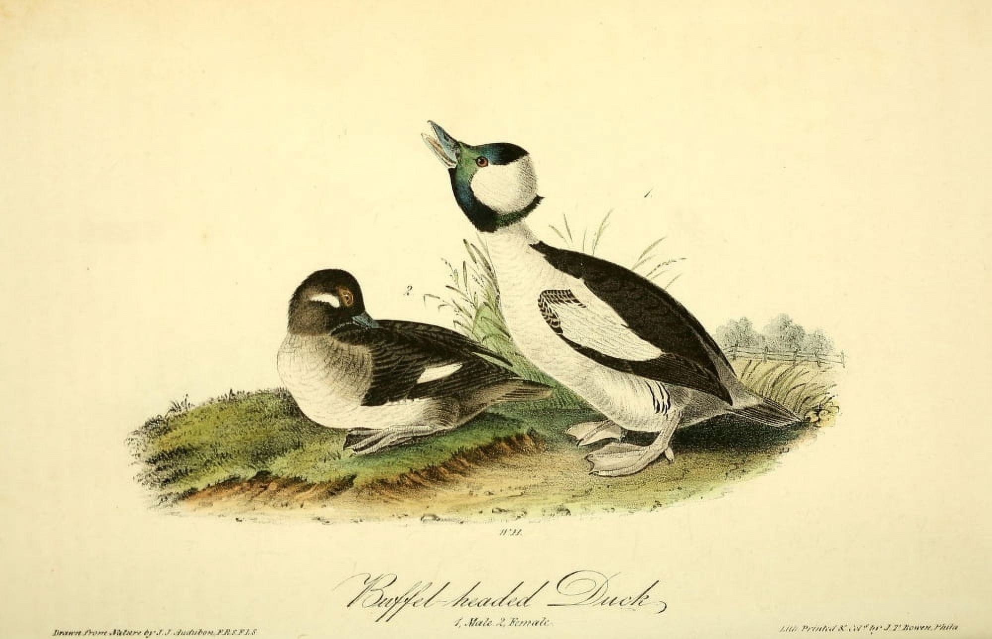 Birds of America 1844 Buffet-headed Duck Canvas Art - JJ Audubon (24 x 36)