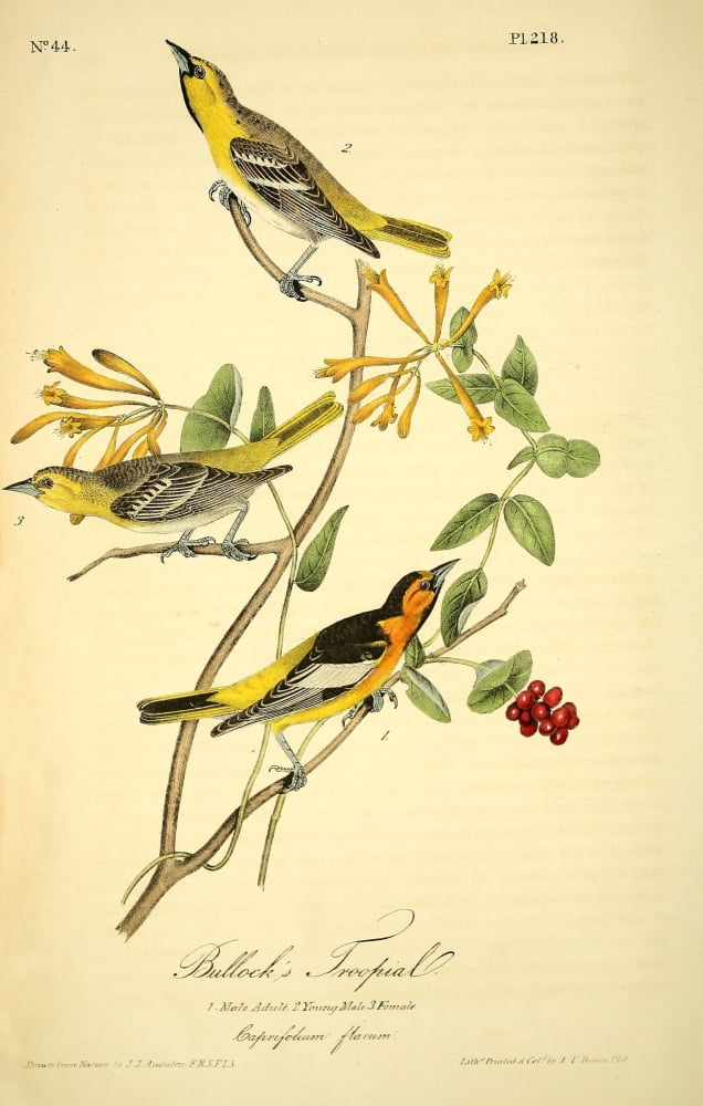 Birds of America 1844 Bullocks Troopial Canvas Art - JJ Audubon (18 x 24)