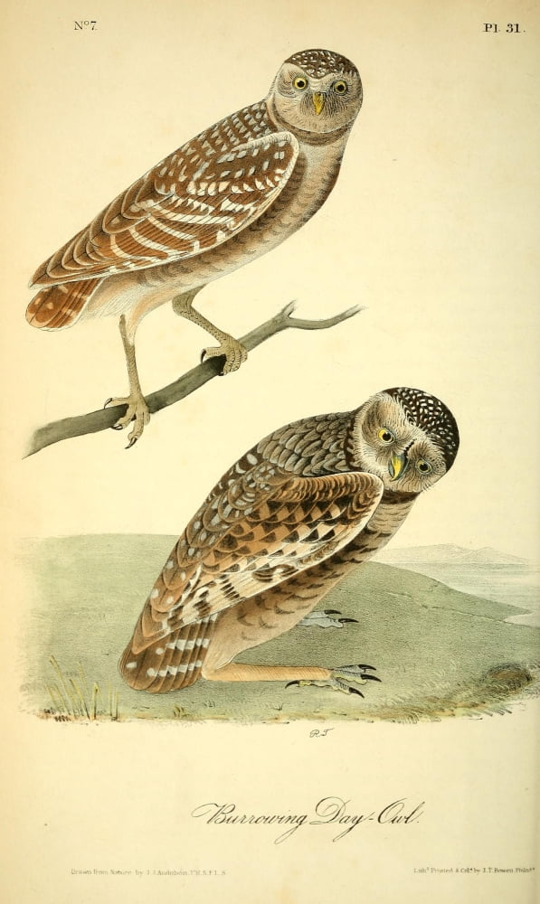 Birds of America 1844 Burrowing Day-owl Canvas Art - JJ Audubon (18 x 24)