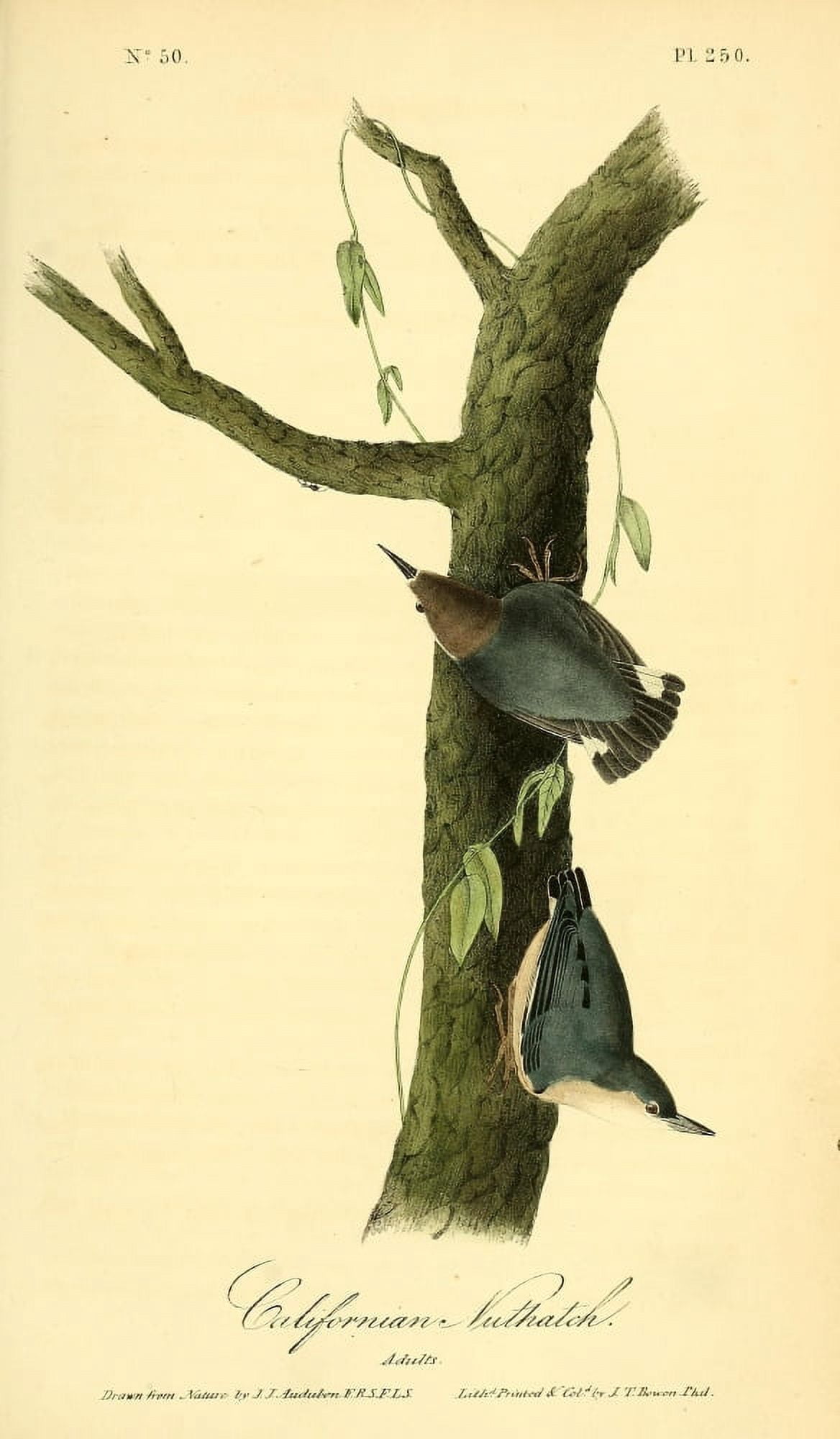 Birds of America 1844 Californian Nuthatch Canvas Art - JJ Audubon (24 x 36)