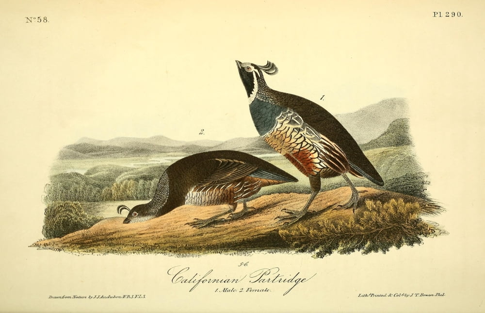 Birds of America 1844 Californian Partridge Canvas Art - JJ Audubon (18 x 24)