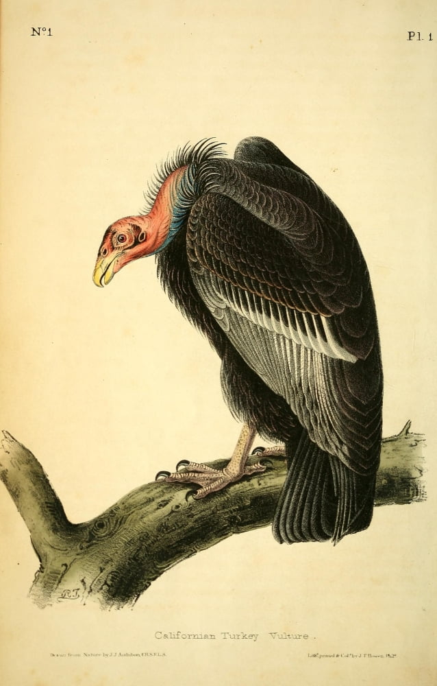 Birds of America 1844 Californian Turkey Vulture Canvas Art - JJ Audubon (18 x 24)
