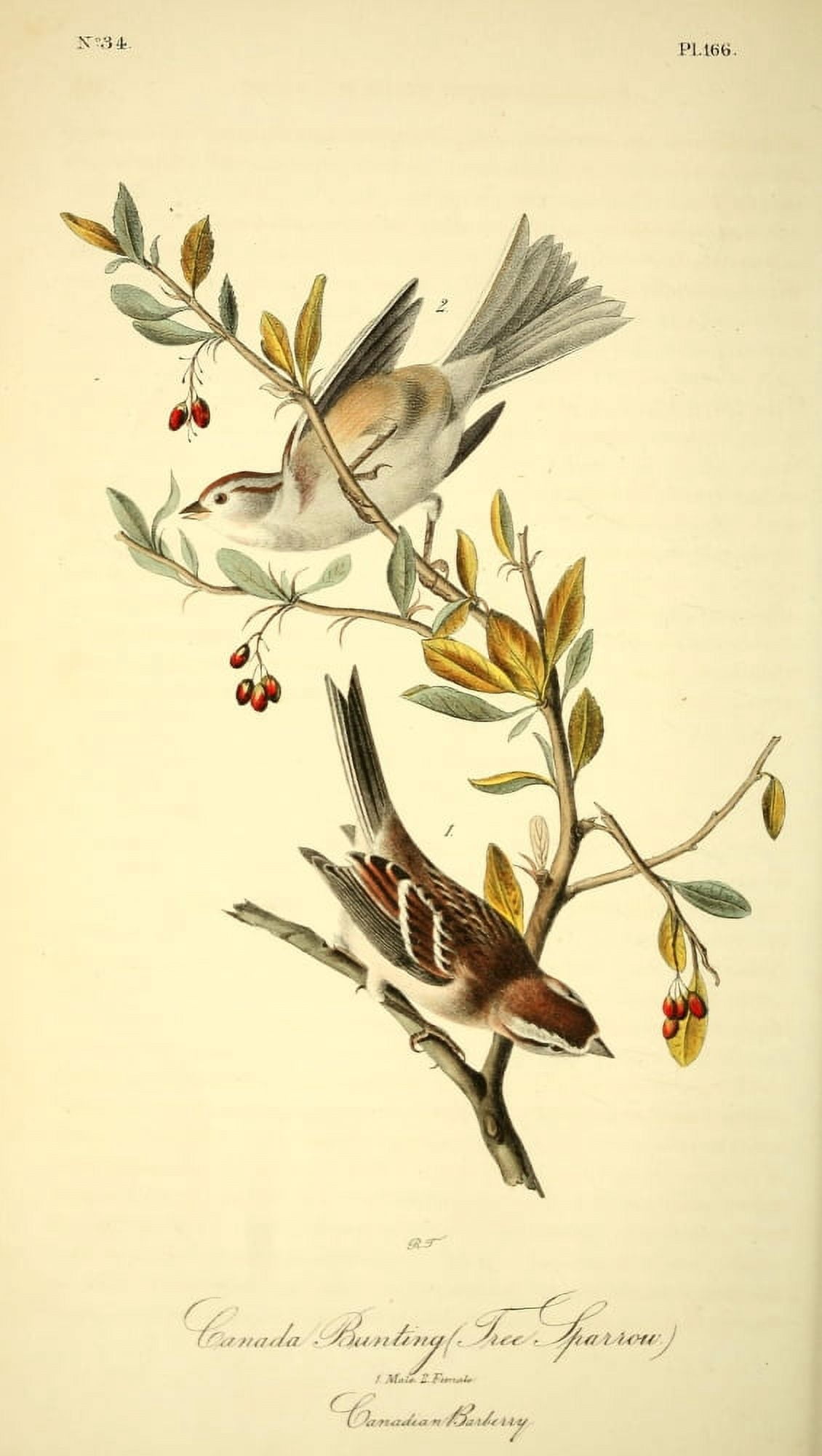 Birds of America 1844 Canada Bunting Canvas Art - JJ Audubon (18 x 24)