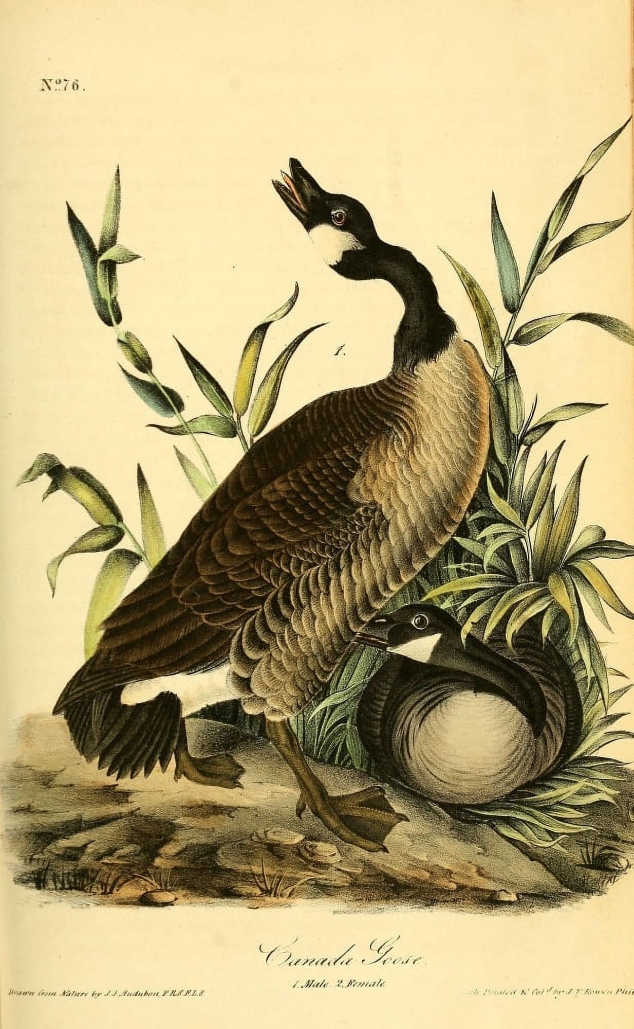 Birds of America 1844 Canada Goose Canvas Art - JJ Audubon (18 x 24)