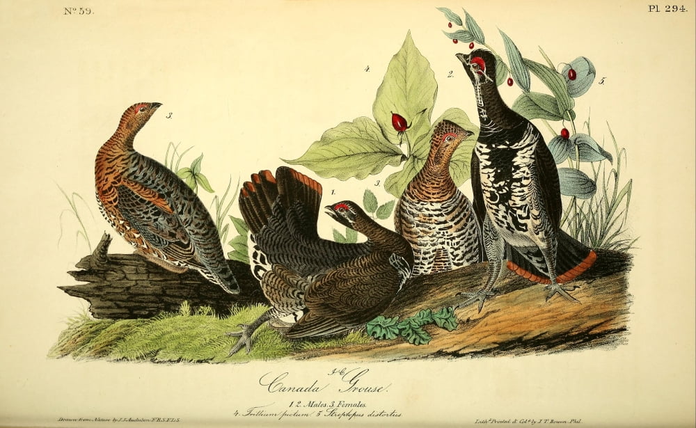 Birds of America 1844 Canada Grouse Canvas Art - JJ Audubon (18 x 24)