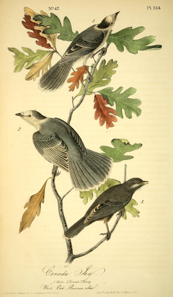 Birds of America 1844 Canada Jay Canvas Art - JJ Audubon (24 x 36)