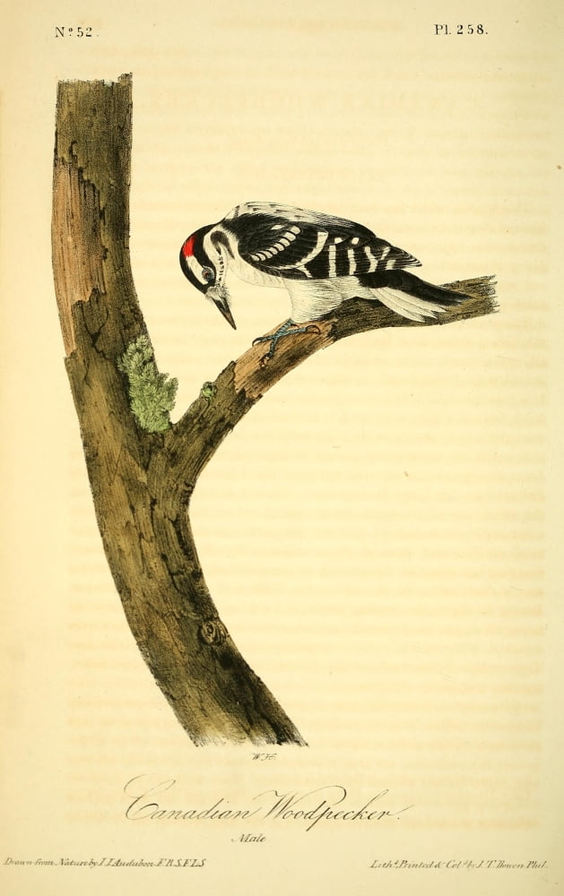 Birds of America 1844 Canadian Woodpecker Canvas Art - JJ Audubon (18 x 24)