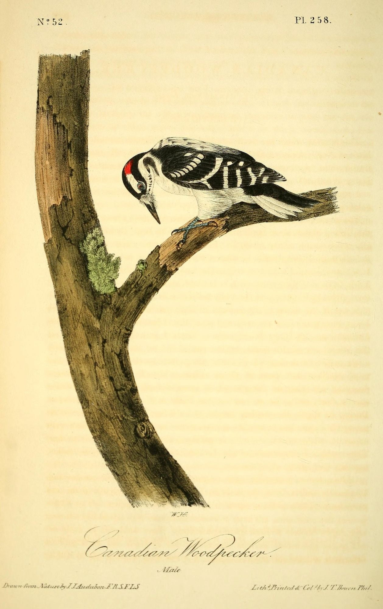 Birds of America 1844 Canadian Woodpecker Canvas Art - JJ Audubon (24 x 36)