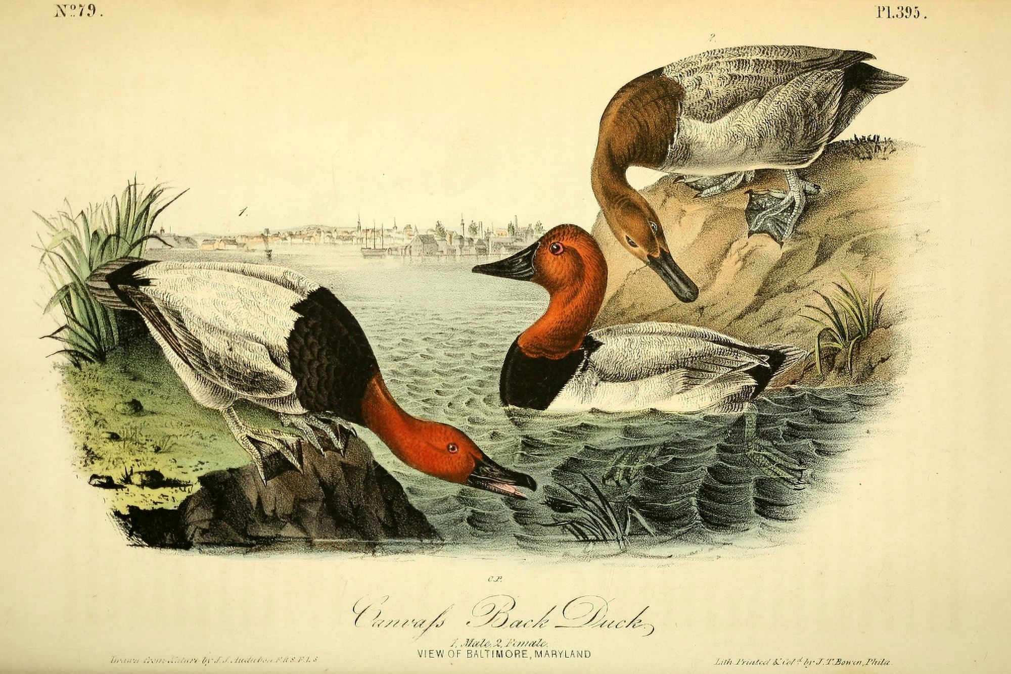 Birds of America 1844 Canvas Back Duck Canvas Art - JJ Audubon (24 x 36)