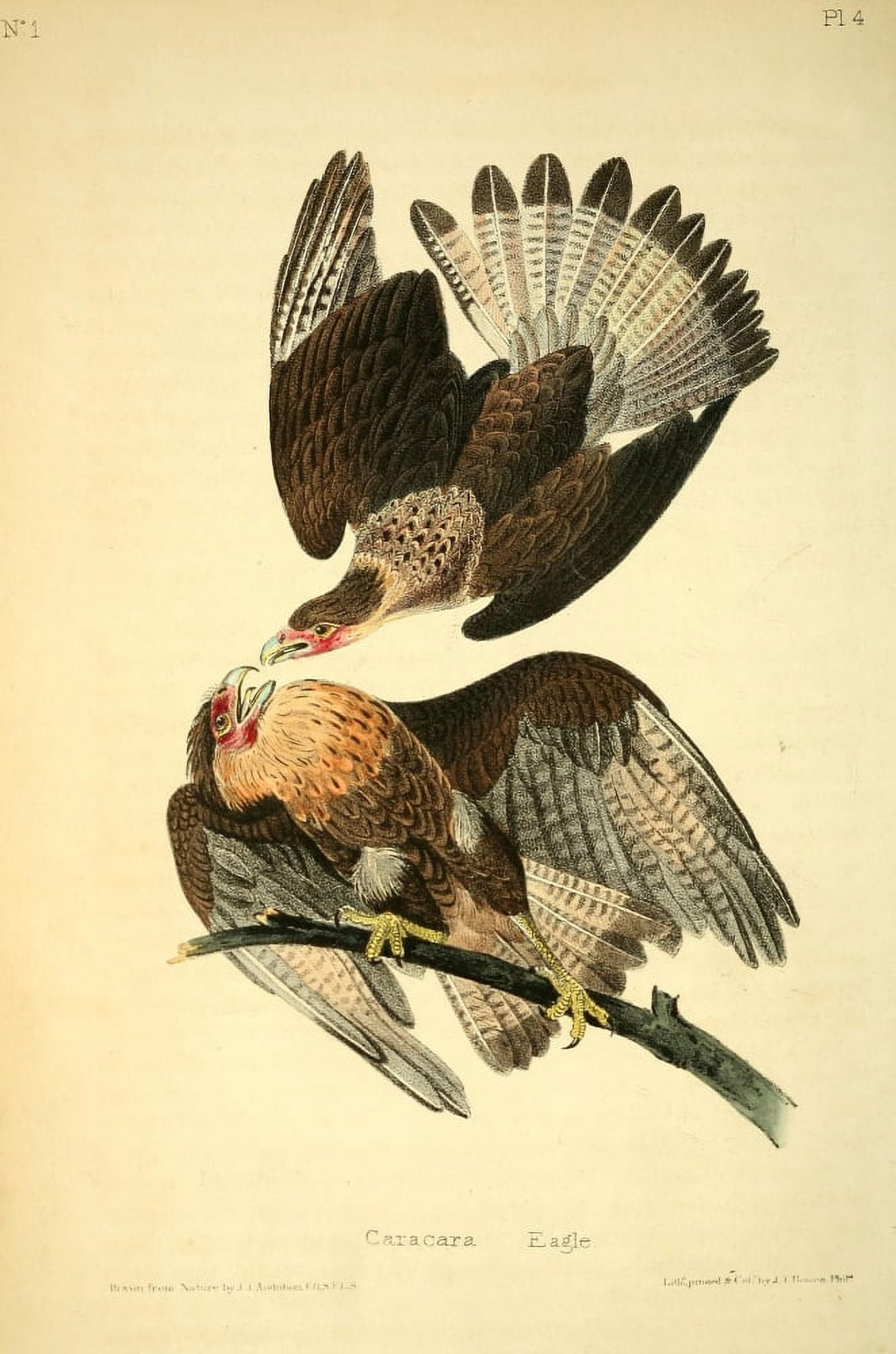 Birds of America 1844 Caracara Eagle Canvas Art - JJ Audubon (18 x 24)