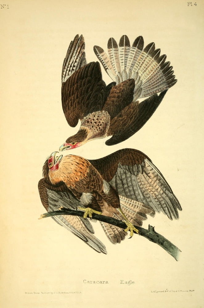 Birds of America 1844 Caracara Eagle Canvas Art - JJ Audubon (24 x 36)