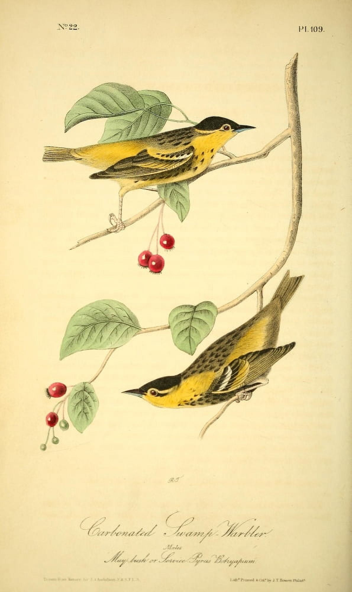 Birds of America 1844 Carbonated Swamp Warbler Canvas Art - JJ Audubon (18 x 24)