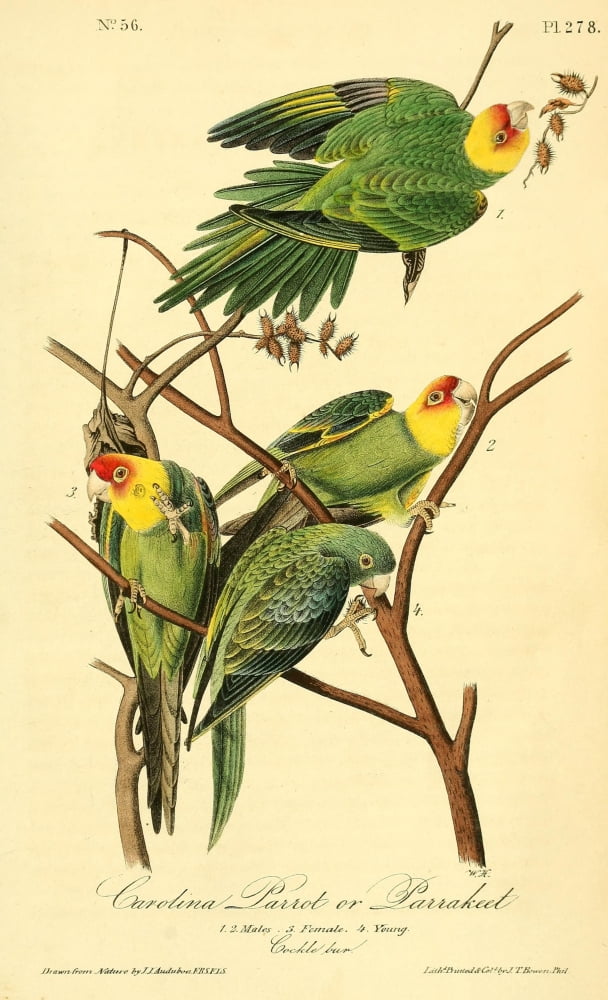Birds of America 1844 Carolina Parrot Canvas Art - JJ Audubon (24 x 36)