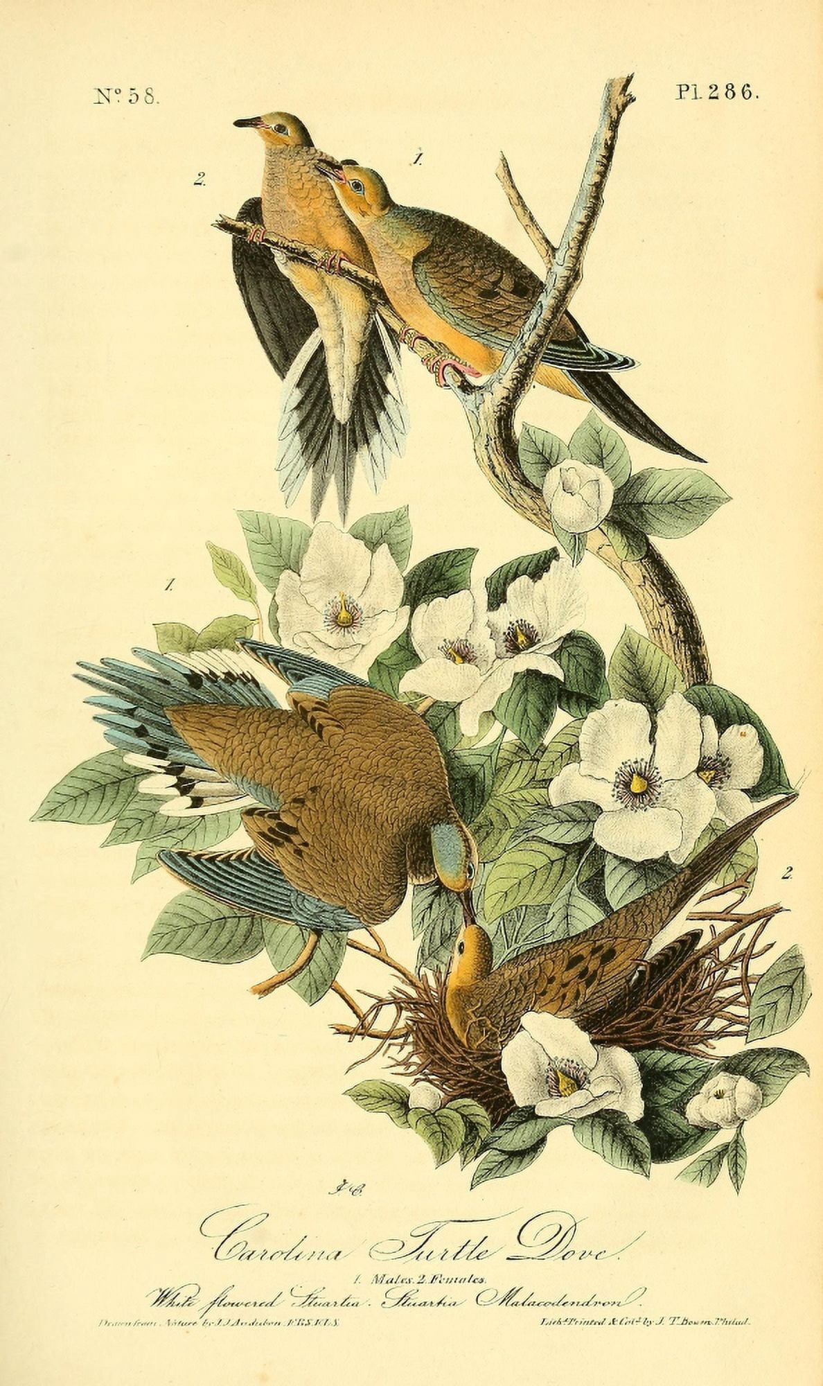 Birds of America 1844 Carolina Turtle Dove Canvas Art - JJ Audubon (18 x 24)