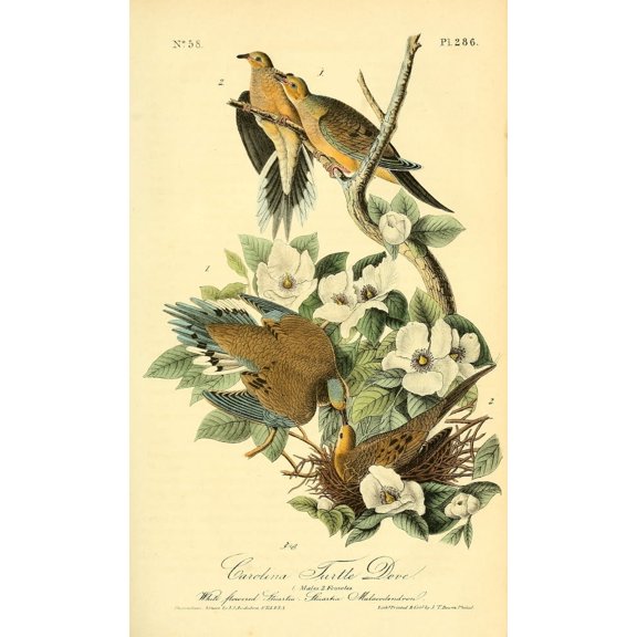 Birds of America 1844 Carolina Turtle Dove Canvas Art - JJ Audubon (24 x 36)