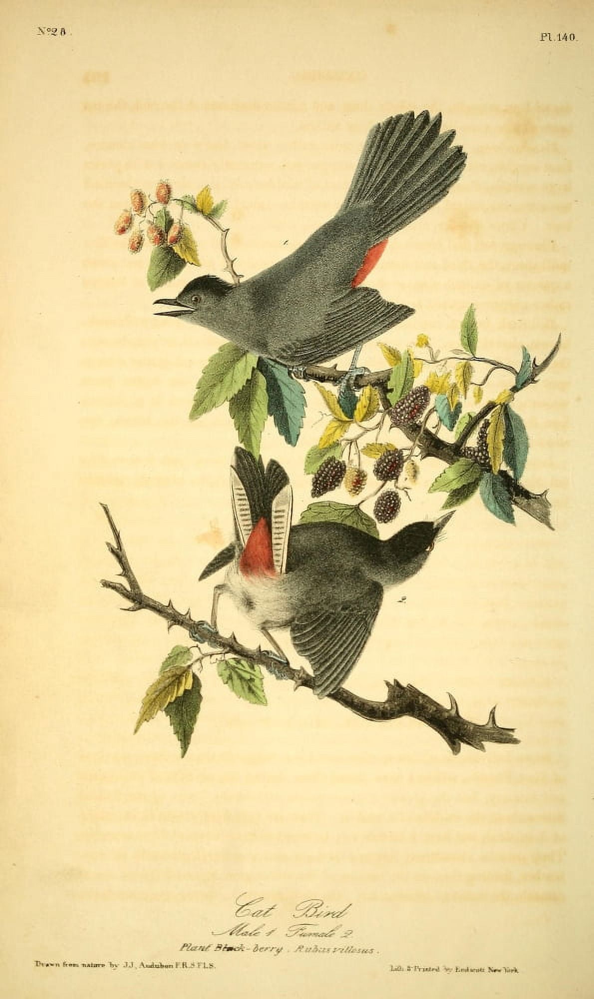Birds of America 1844 Cat Bird Canvas Art - JJ Audubon (24 x 36)