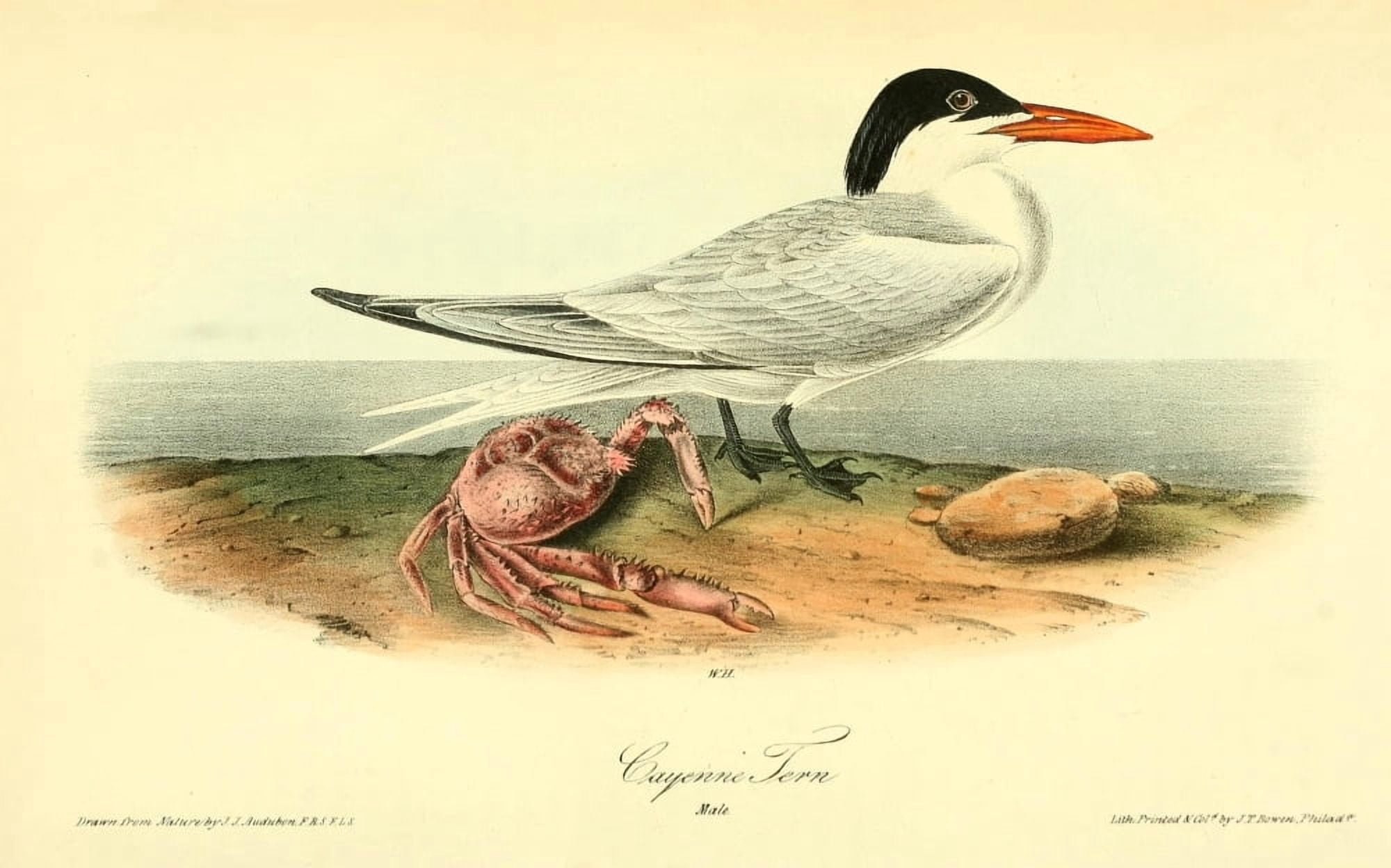 Birds of America 1844 Cayenne Tern Canvas Art - JJ Audubon (18 x 24)