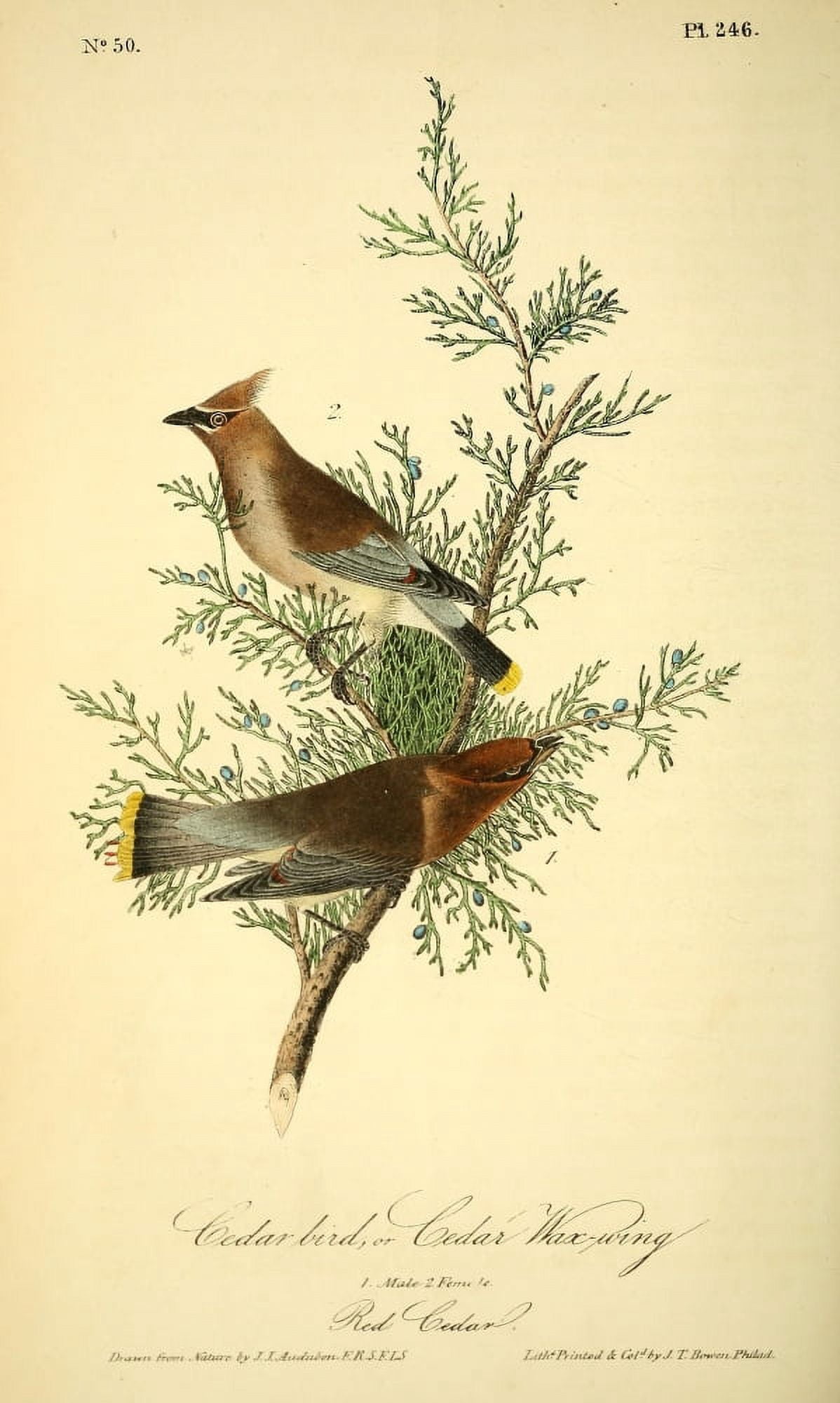 Birds of America 1844 Cedar Bird Canvas Art - JJ Audubon (18 x 24)