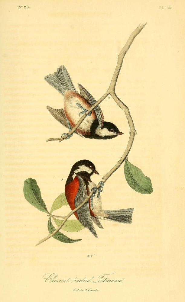 Birds of America 1844 Chesnut-backed Titmouse Canvas Art - JJ Audubon (24 x 36)