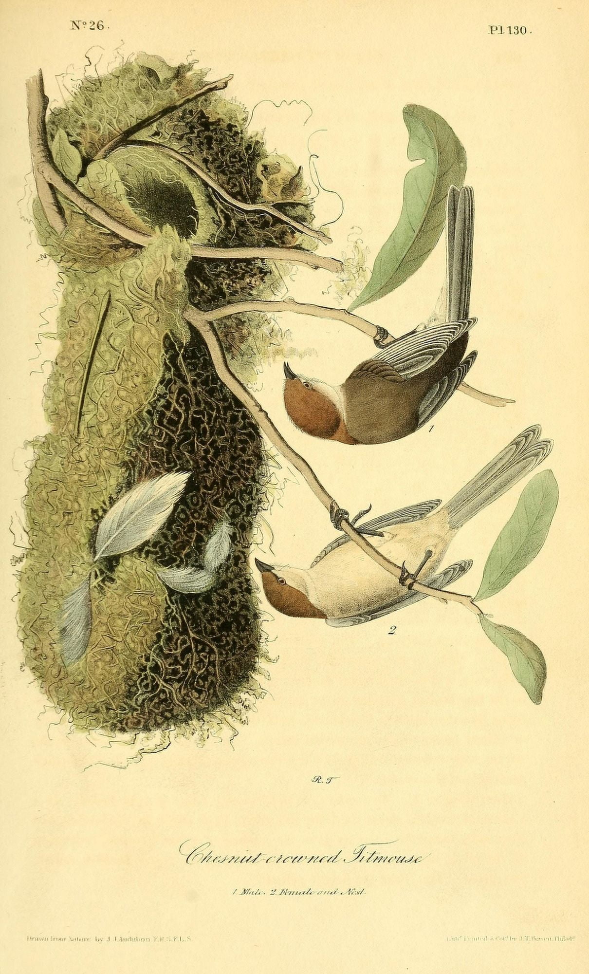 Birds of America 1844 Chesnut-crowned Titmouse Canvas Art - JJ Audubon (24 x 36)