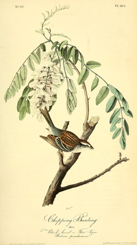 Birds of America 1844 Chipping Bunting Canvas Art - JJ Audubon (18 x 24)