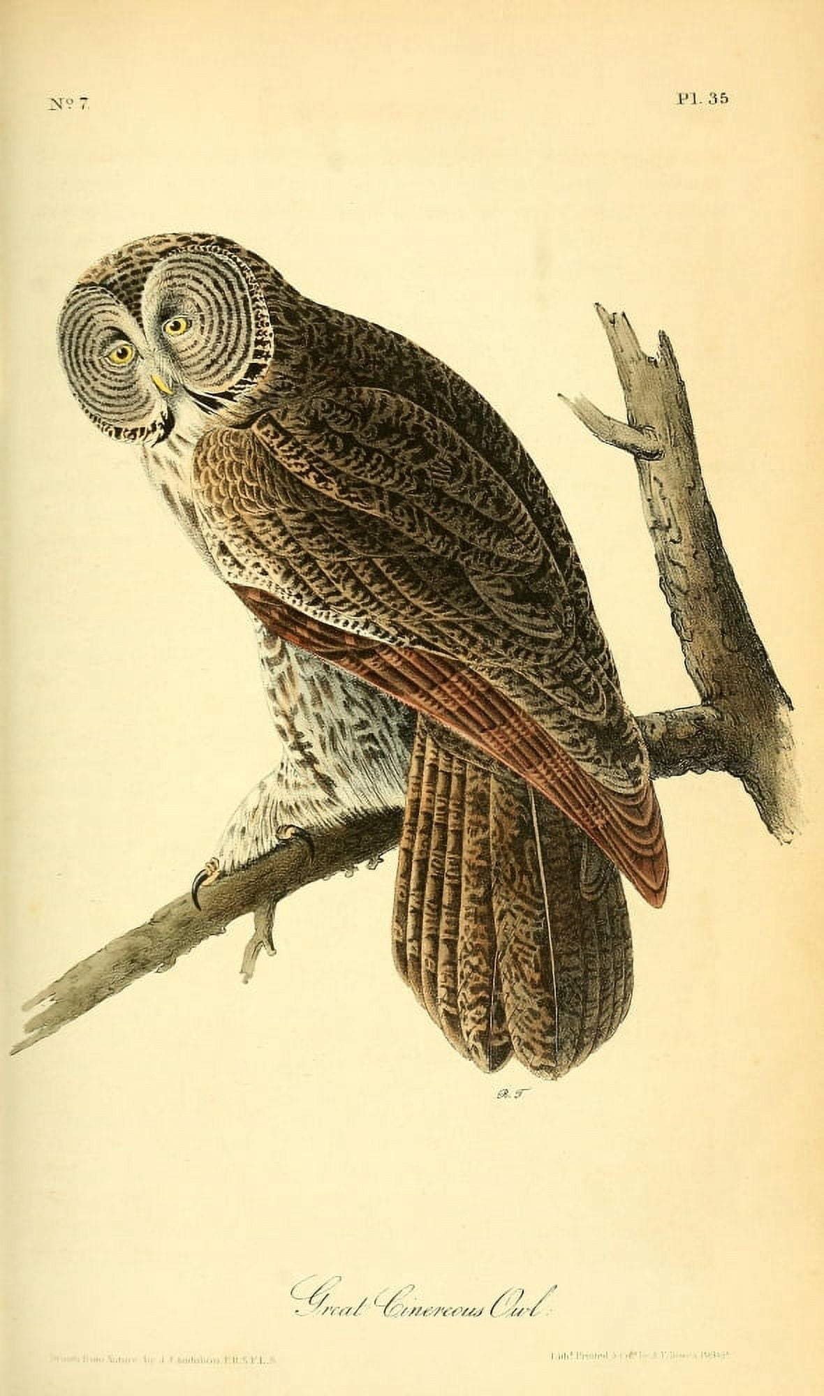 Birds of America 1844 Cinereous Owl Canvas Art - JJ Audubon (24 x 36)