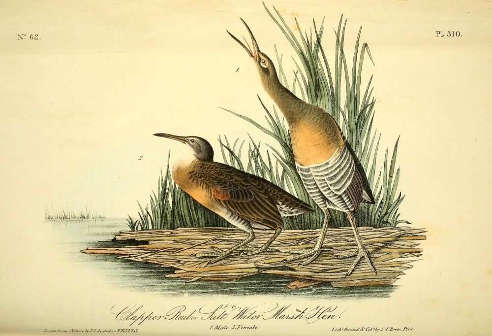 Birds of America 1844 Clapper Rail Canvas Art - JJ Audubon (24 x 36)