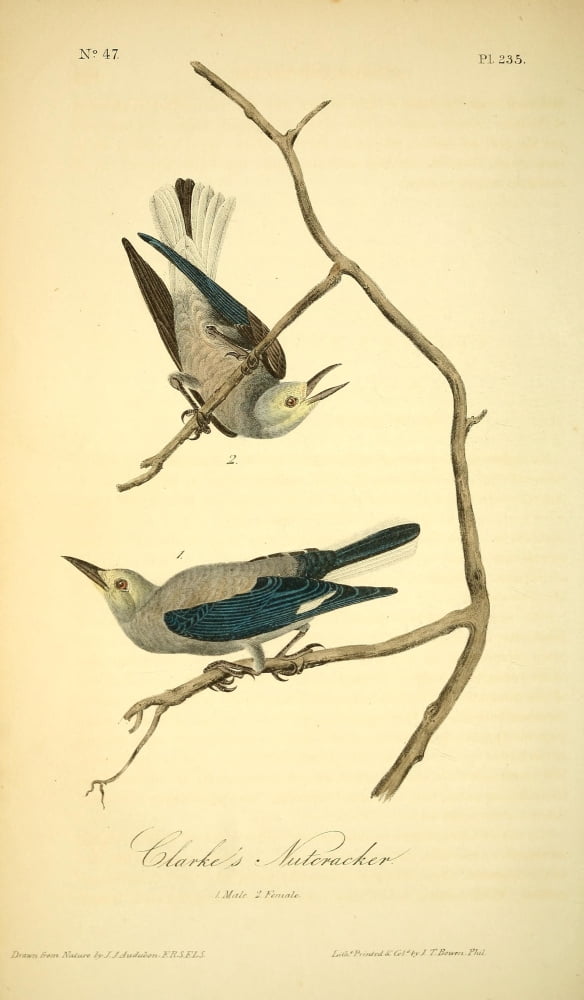 Birds of America 1844 Clarks Nutcracker Canvas Art - JJ Audubon (18 x 24)