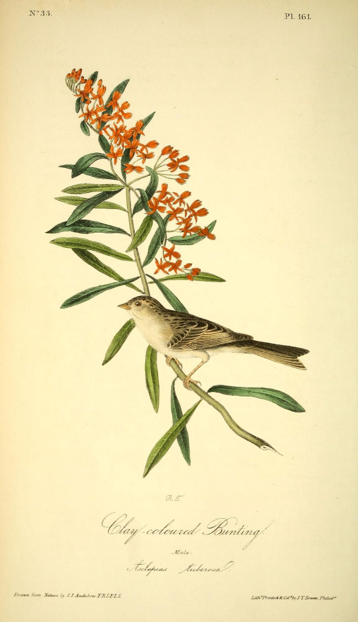 Birds of America 1844 Clay-coloured Bunting Canvas Art - JJ Audubon (24 x 36)