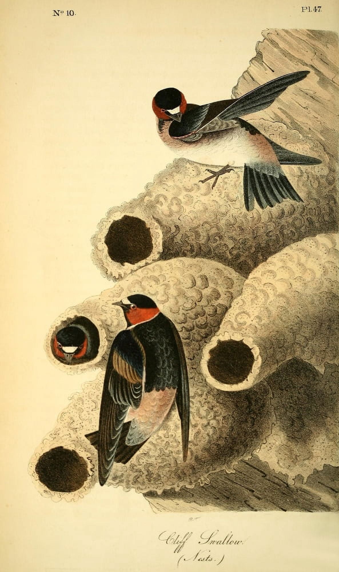 Birds of America 1844 Cliff Swallow Canvas Art - JJ Audubon (18 x 24)