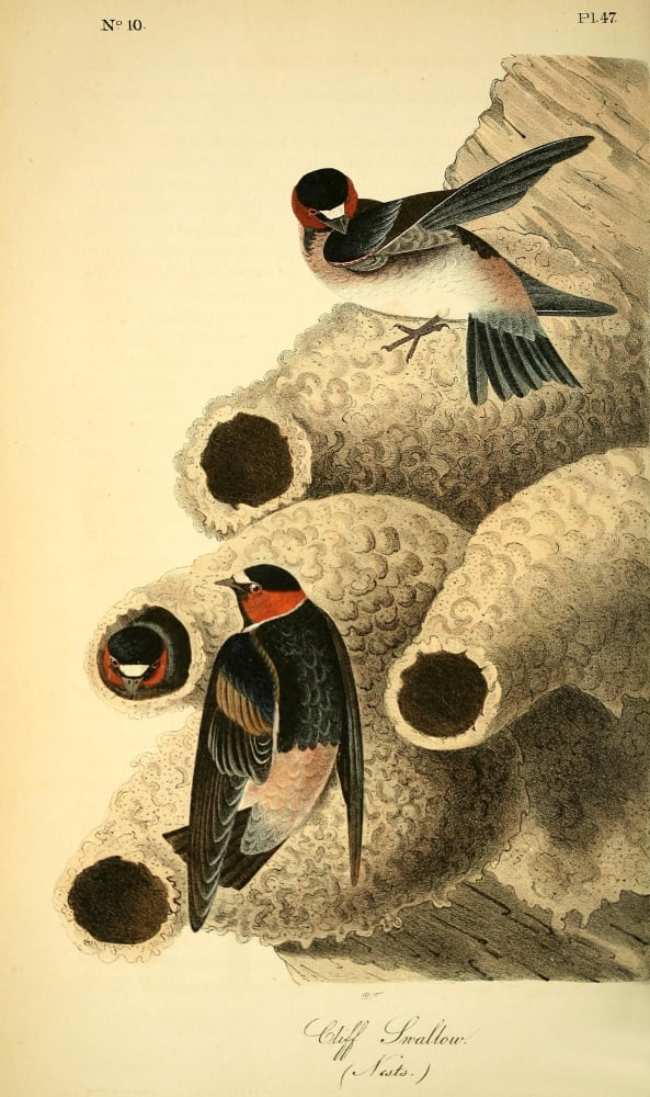 Birds of America 1844 Cliff Swallow Canvas Art - JJ Audubon (24 x 36)