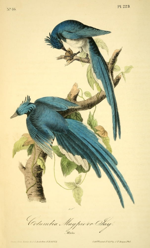 Birds of America 1844 Columbia Magpie or Jay Canvas Art - JJ Audubon (24 x 36)