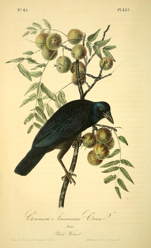 Birds of America 1844 Common American Crow Canvas Art - JJ Audubon (18 x 24)