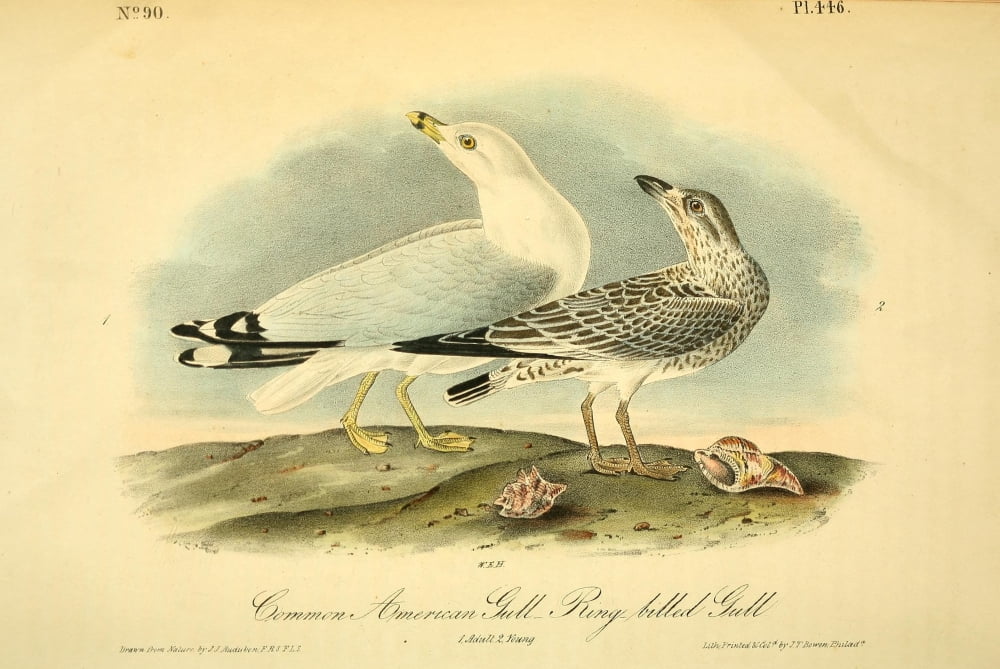 Birds of America 1844 Common American Gull Poster Print by J.J. Audubon
