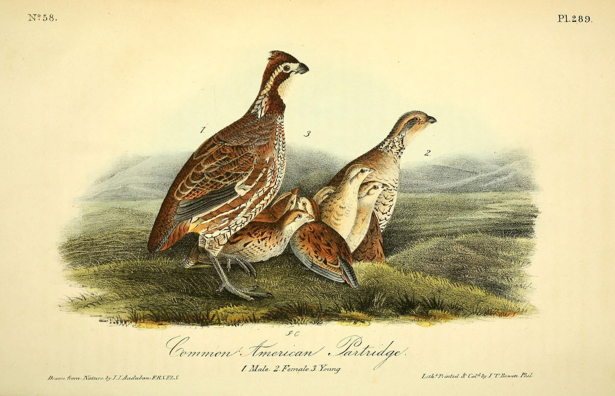 Birds of America 1844 Common American Partridge Canvas Art - JJ Audubon (18 x 24)