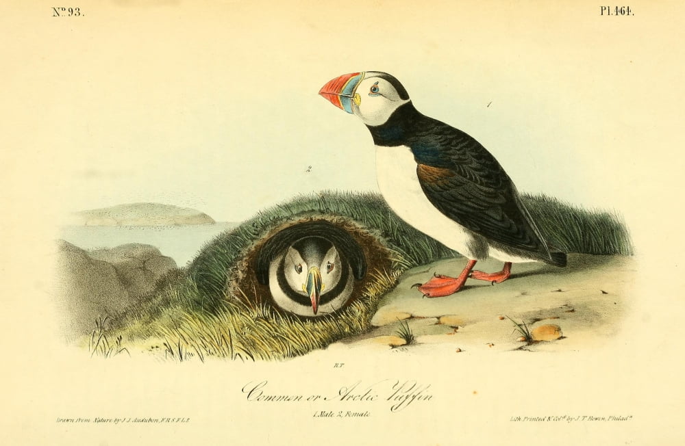 Birds of America 1844 Common Arctic Puffin Canvas Art - JJ Audubon (18 x 24)