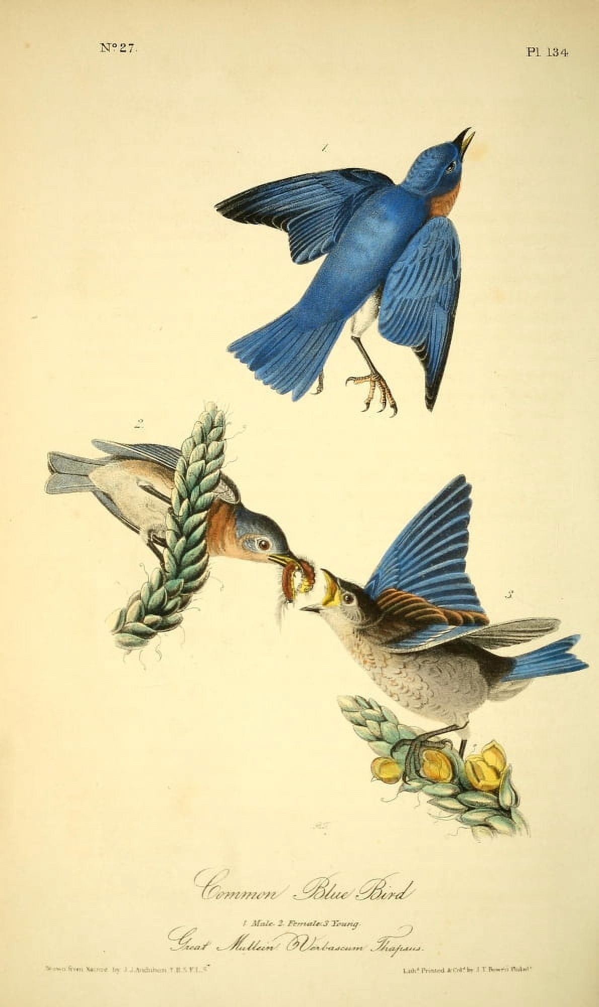 Birds of America 1844 Common Blue Bird Canvas Art - JJ Audubon (18 x 24)