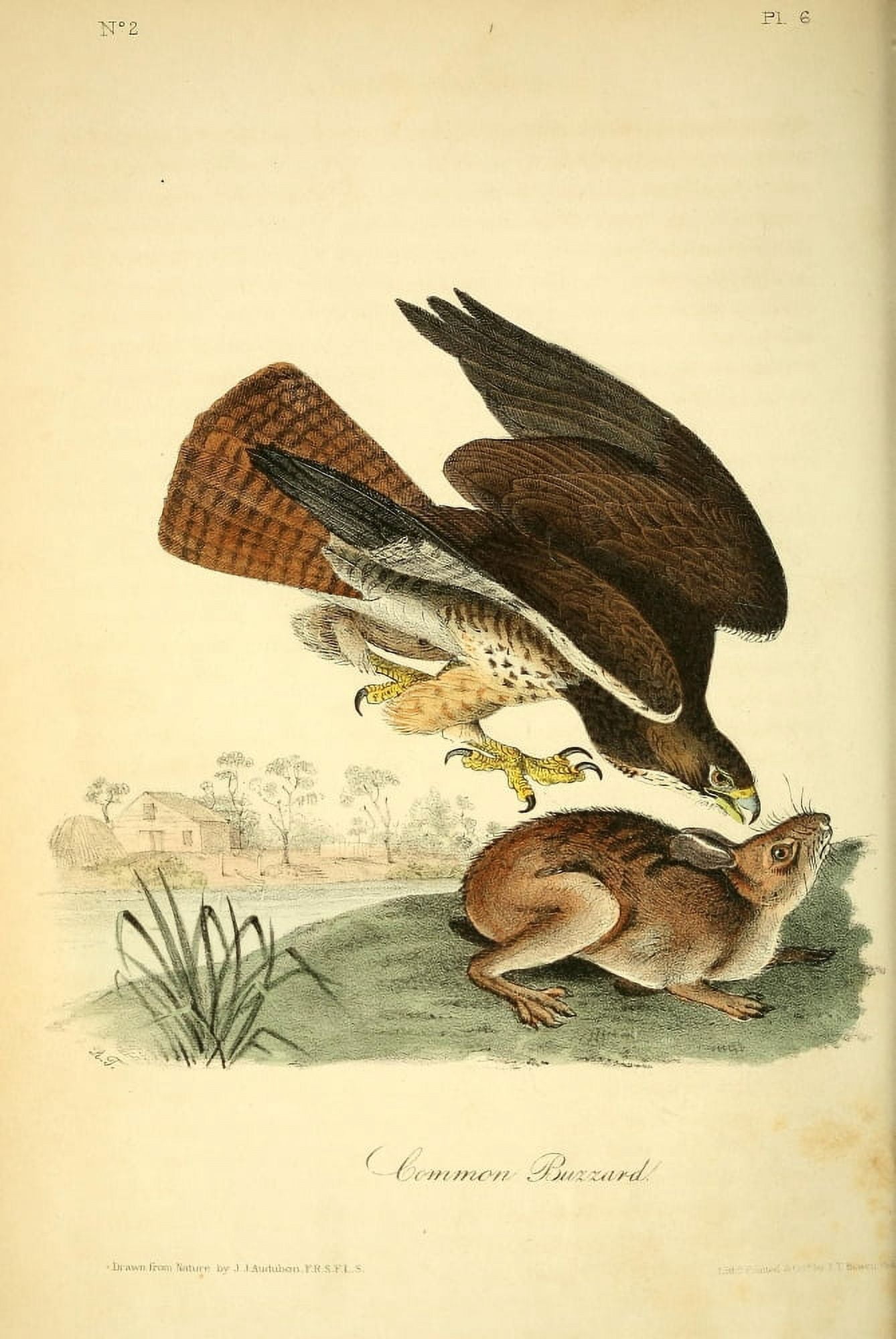 Birds of America 1844 Common Buzzard Canvas Art - JJ Audubon (18 x 24)