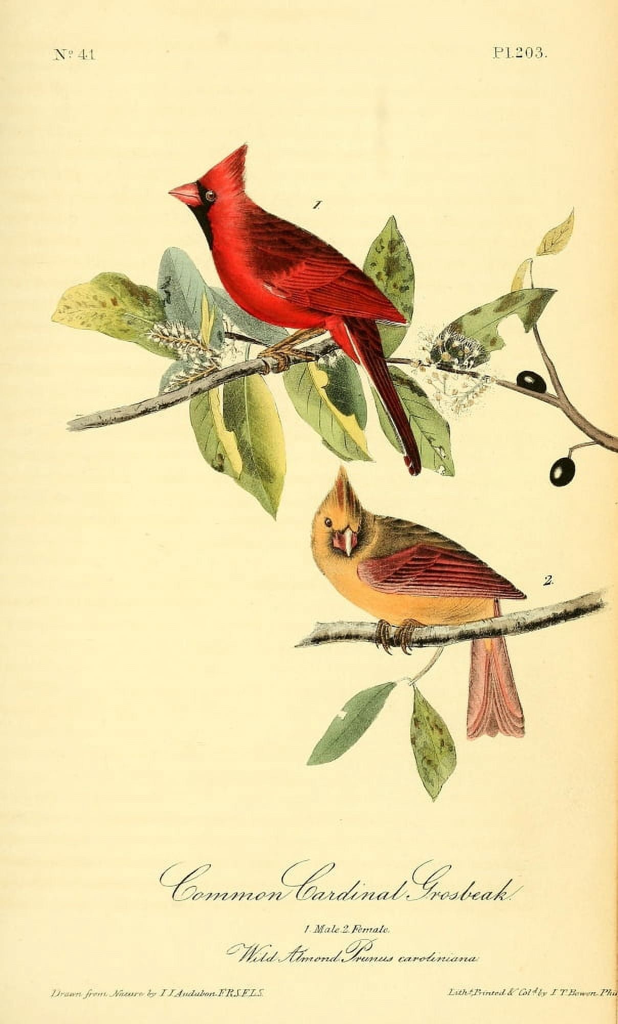 Birds of America 1844 Common Cardinal Grosbeak Canvas Art - JJ Audubon (18 x 24)