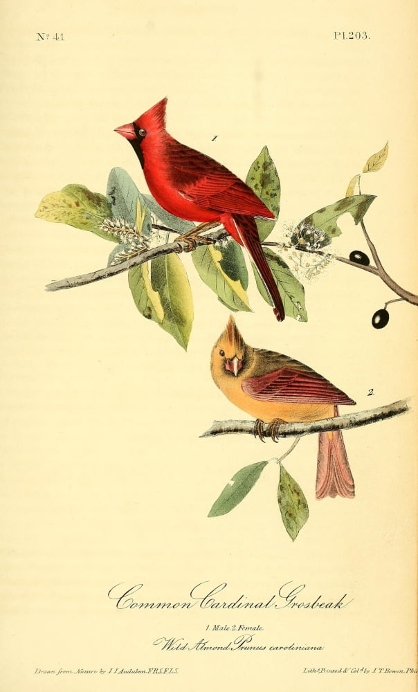 Birds of America 1844 Common Cardinal Grosbeak Canvas Art - JJ Audubon (24 x 36)