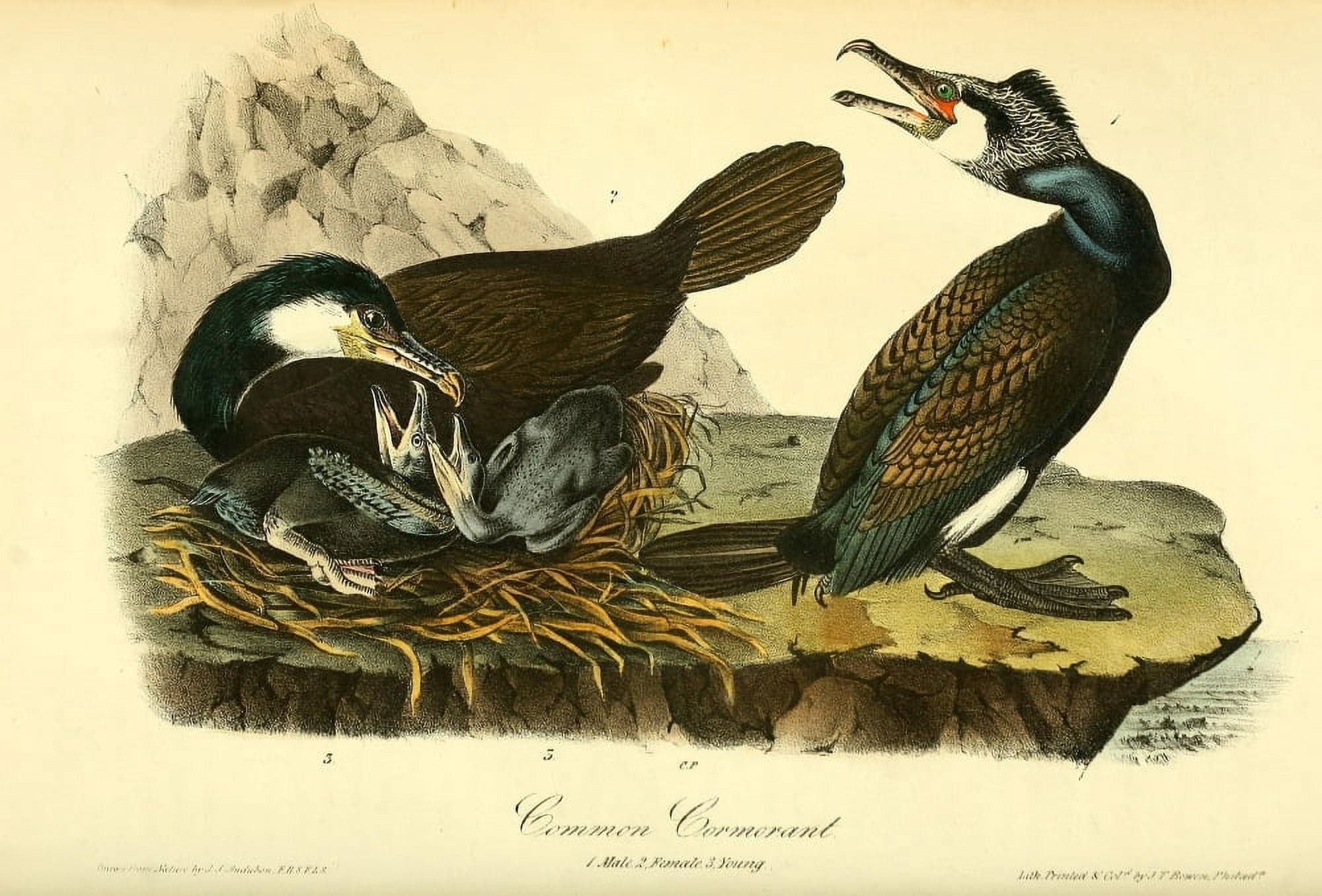 Birds of America 1844 Common Cormorant Canvas Art - JJ Audubon (18 x 24)