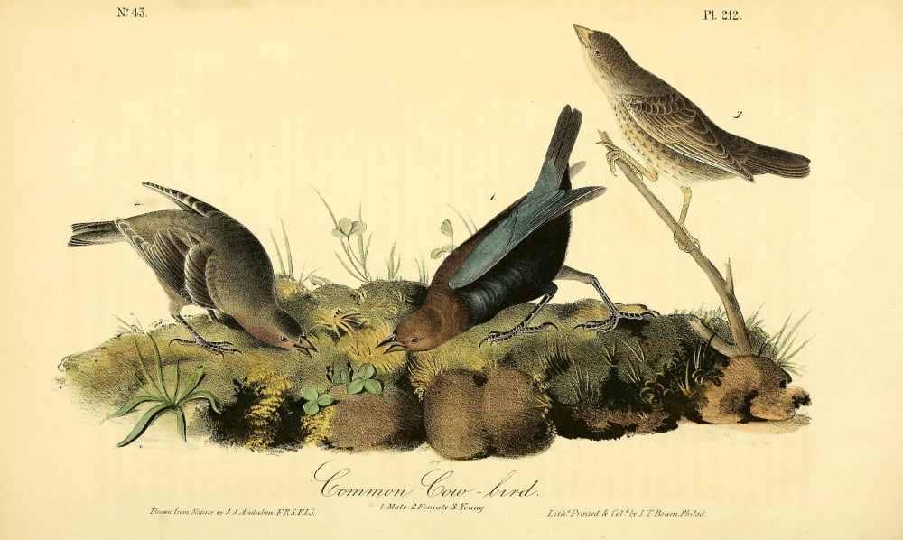 Birds of America 1844 Common Cow-bird Canvas Art - JJ Audubon (24 x 36)