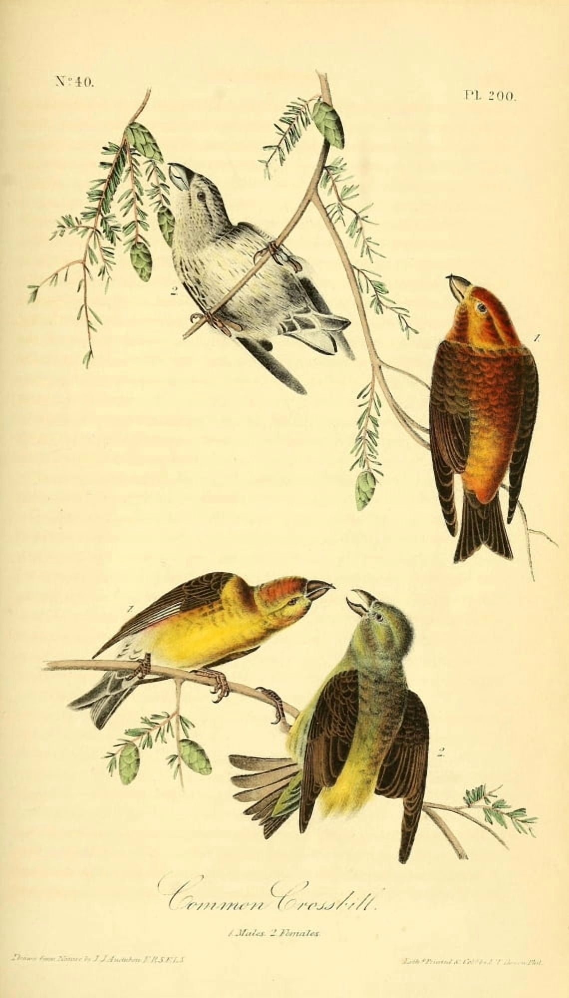 Birds of America 1844 Common Crossbill Canvas Art - JJ Audubon (24 x 36)
