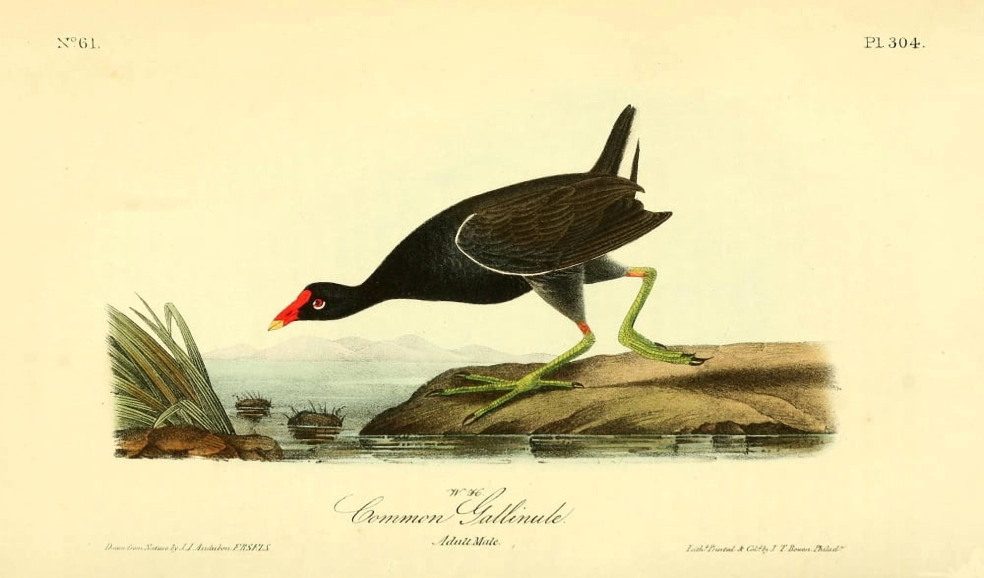 Birds of America 1844 Common Gallinule Canvas Art - JJ Audubon (24 x 36)