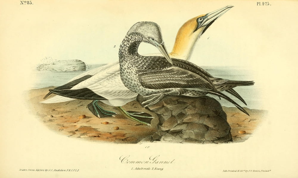 Birds of America 1844 Common Gannet Canvas Art - JJ Audubon (24 x 36)