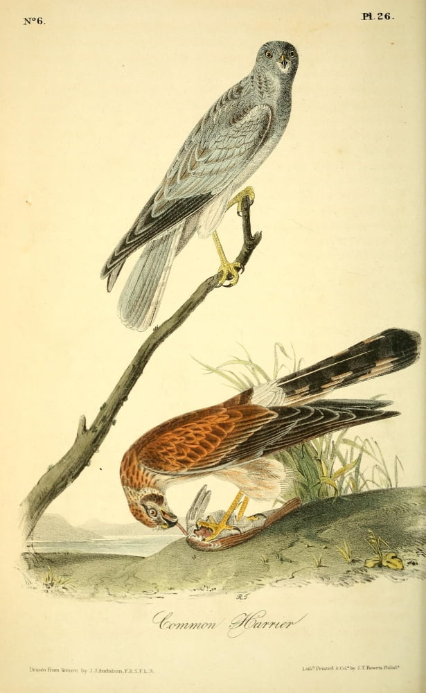 Birds of America 1844 Common Harrier Canvas Art - JJ Audubon (18 x 24)
