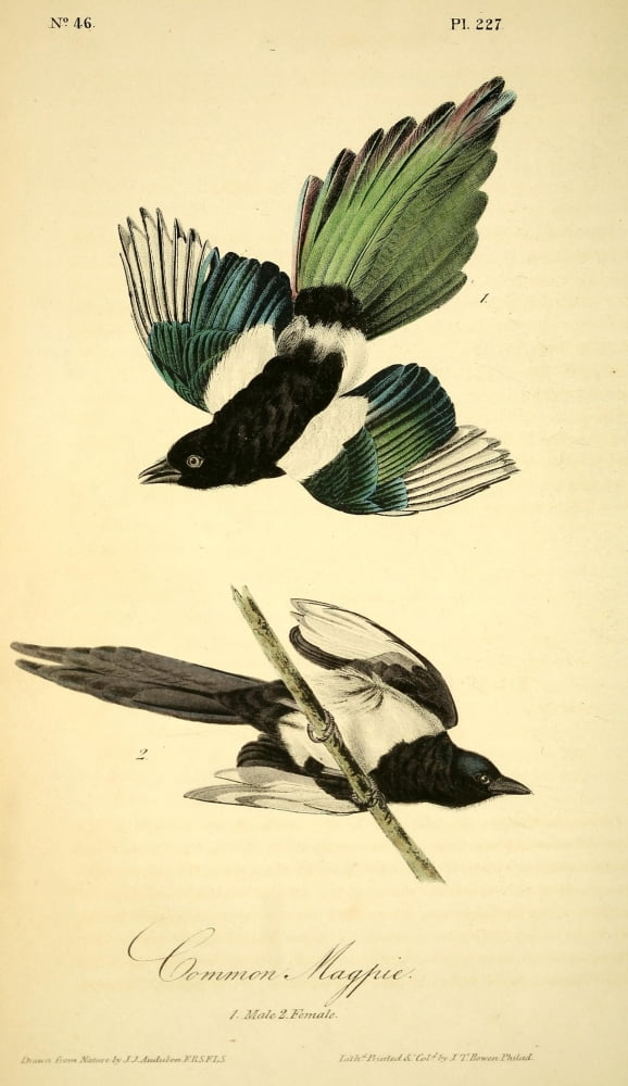 Birds of America 1844 Common Magpie Canvas Art - JJ Audubon (24 x 36)